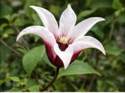 Корневища клематиса Princess Kate