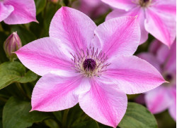 Кореневища клематису Super Cute