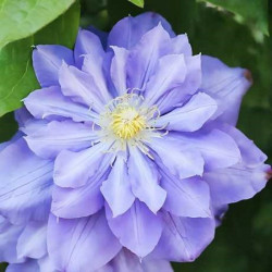 Кореневища клематису Blue Diamond