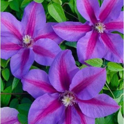 Кореневища клематису Etoile de Malicorne