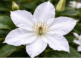 Корневища клематиса Gladys Picard