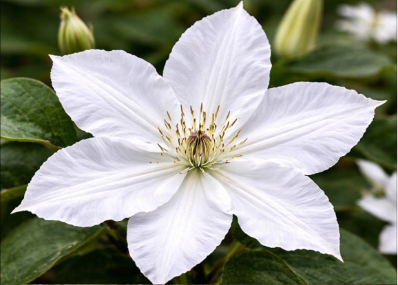 Корневища клематиса Gladys Picard