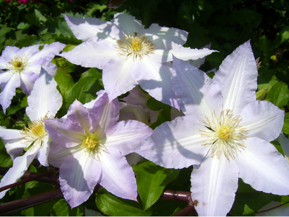 Кореневища клематису Gladys Picard