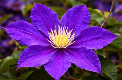 Корневища клематиса Hudson River