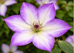 Корневища клематиса Pernille