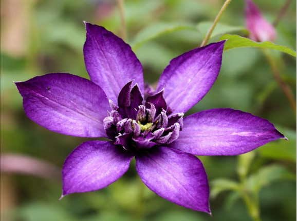 Корневища клематиса Glorious Day