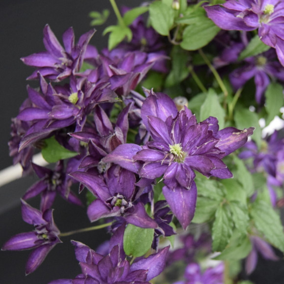 Кореневища клематису Glorious Day