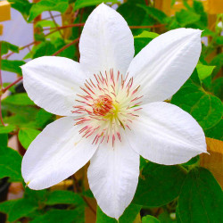 Кореневища клематису Henryi 