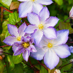 Кореневища клематису Lucky Charm