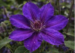 Кореневища клематису Mon Amour