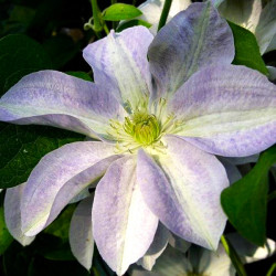 Кореневища клематису Yukikomachi