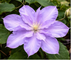 Кореневища клематису Yvette Houry