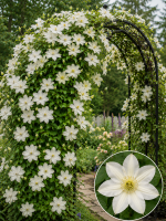 Кореневища клематису Guernsey Cream