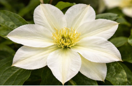 Корневища клематиса Guernsey Cream