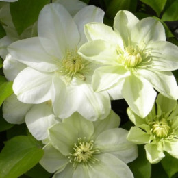 Кореневища клематису Guernsey Cream