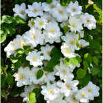 Кореневища клематису Guernsey Cream