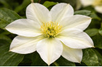 Кореневища клематису Guernsey Cream