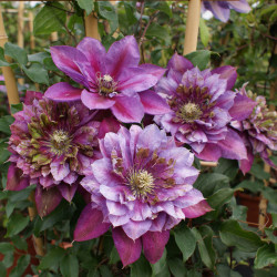 Кореневища клематису Temptation