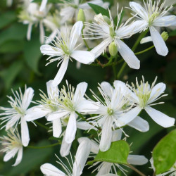 Кореневища клематису Terniflora [Maxim]