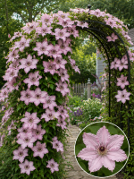 Кореневища клематису Hagley Hybrid
