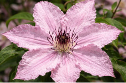 Корневища клематиса Hagley Hybrid