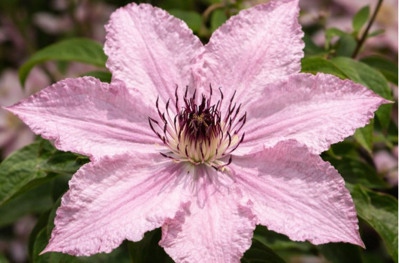 Корневища клематиса Hagley Hybrid