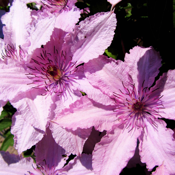 Кореневища клематису Hagley Hybrid