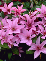 Кореневища клематису Hagley Hybrid