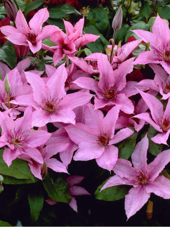 Кореневища клематису Hagley Hybrid