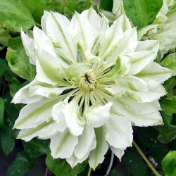 Кореневища клематису Yukiokoshi