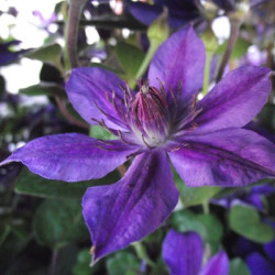 Кореневища клематису Mon Amour