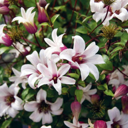 Кореневища клематису Princess Kate