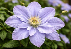 Корневища клематиса Blekitny Aniol