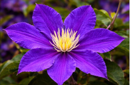 Корневища клематиса Hudson River