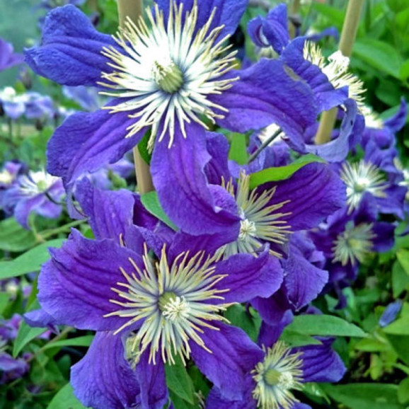 Кореневища клематису Hudson River