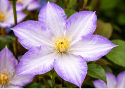 Корневища клематиса Lucky Charm