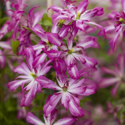 Кореневища клематису Glorious Surprise