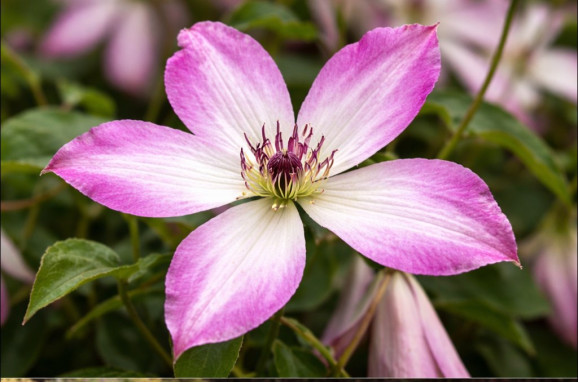 Корневища клематиса I Am Lady Q