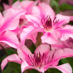 Кореневища клематису Isabella 