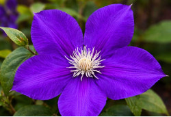 Корневища клематиса Jackmanii 