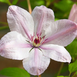 Кореневища клематису Jan Pawel II (John Paul II)