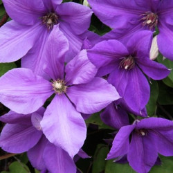 Кореневища клематису Semu