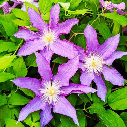 Кореневища клематису Palette