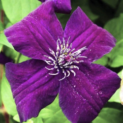 Кореневища клематису Dark Eyes