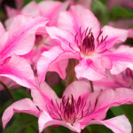 Кореневища клематису Isabella 