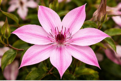 Кореневища клематису Isabella 