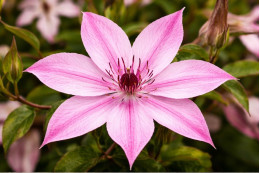 Корневища клематиса Isabella 