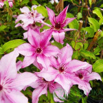 Кореневища клематису Isabella 