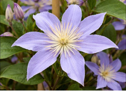 Кореневища клематису Star River