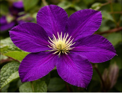 Кореневища клематису Etoile Violette